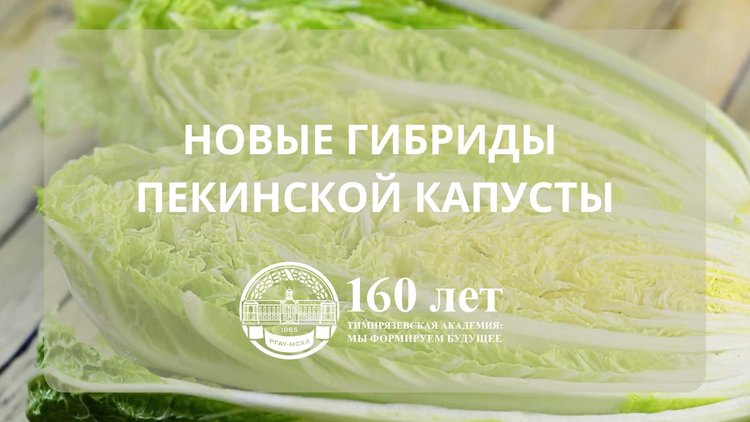 Гибриды пекинской капусты с устойчивостью к киле представили ученые Тимирязевки