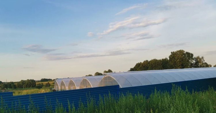Какие самые крупные агростраховые выплаты получали тепличные растениеводы в России Какие самые крупные агростраховые выплаты получали тепличные растениеводы в России - фото