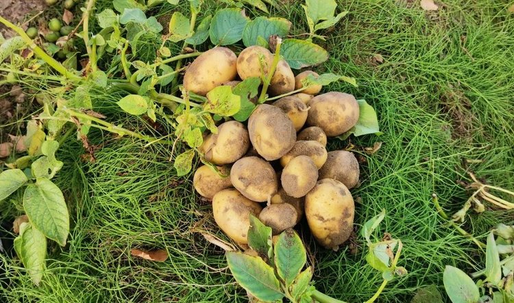 Как понять, что картошка созрела