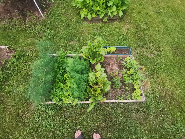 Что можно начинать убирать в огороде в первой половине августа