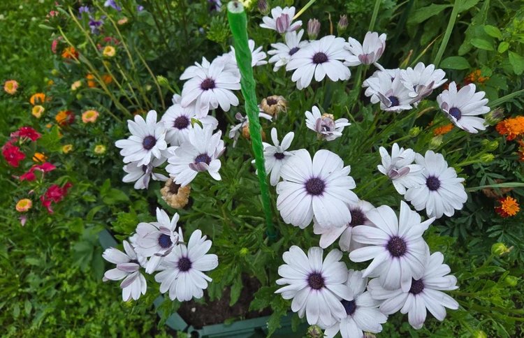 Как собрать семена остеоспермума