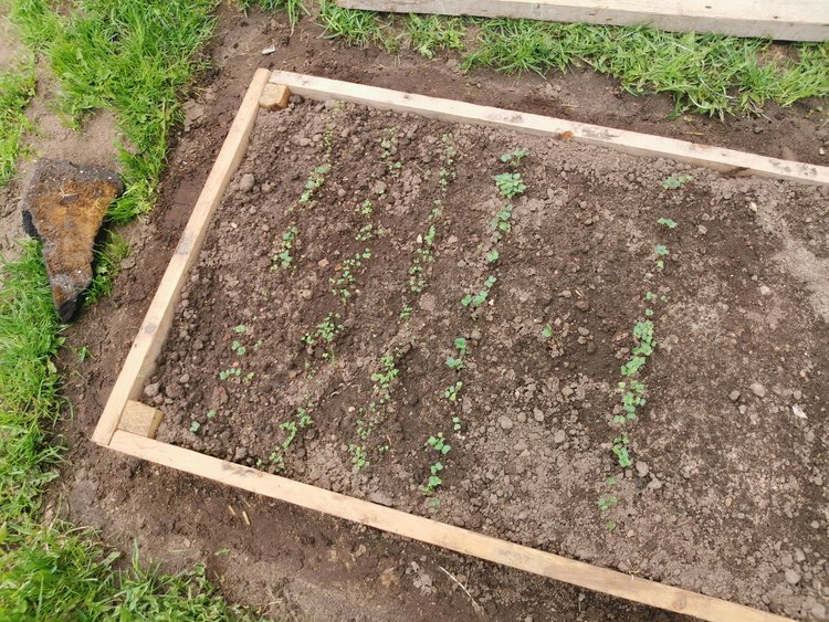 Что осталось посадить в августе: советы по посевам