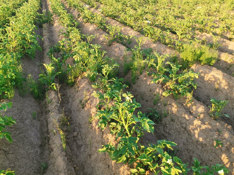 Когда и каким образом следует собирать ранний картофель