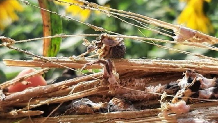 Прикорневую форму белой гнили нашли на подсолнечнике в Челябинской области