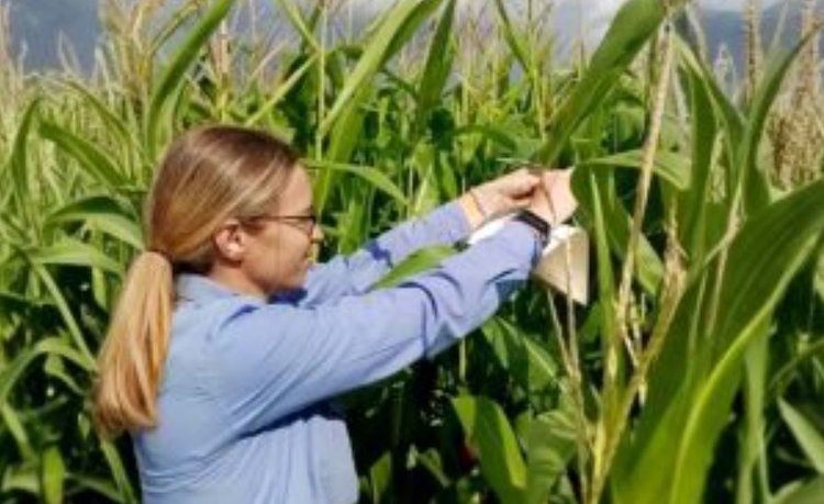 С увеличением кукурузных гектаров в Калужской области возрастает важность фитосанитарного мониторинга 