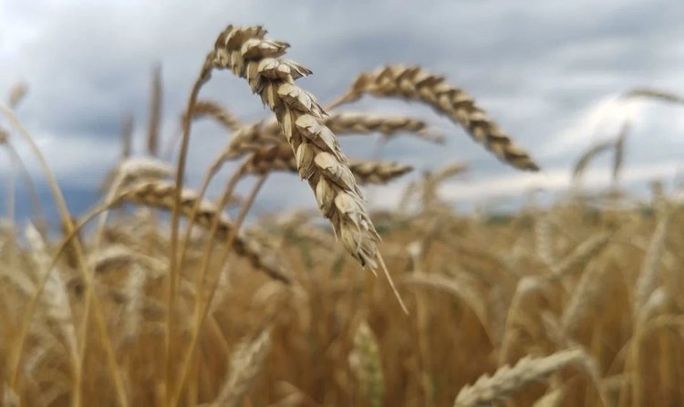 О проблеме защиты интеллектуальной собственности в отечественном семеноводстве: Национальный семенной альянс