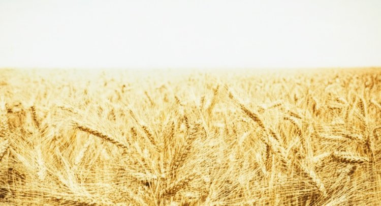 Оцифровка семенных посевов в Башкортостане идет успешно