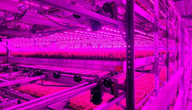 Крупнейшая органическая вертикальная ферма создается в США