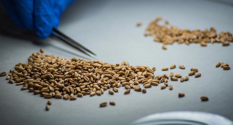 Что показывает госмониторинг пшеницы 2025 в Омской области