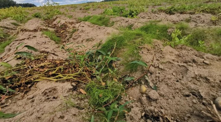 Один из штаммов фитофторы начал адаптироваться к жаркой и сухой погоде