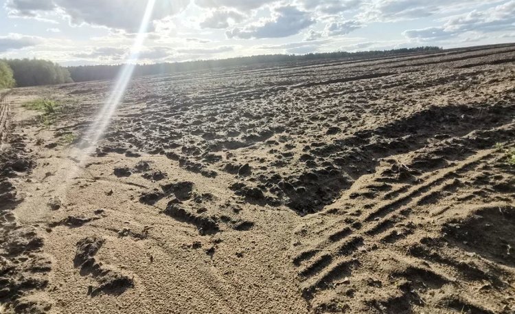 Современные приемы известкования озимого рапса