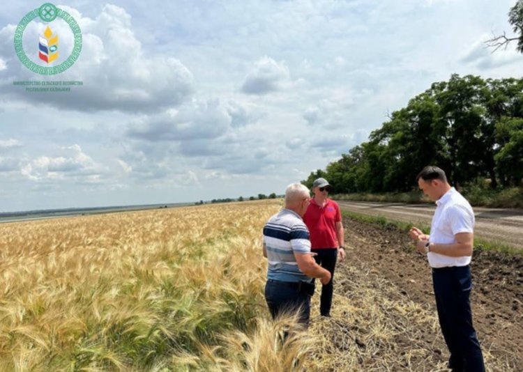 Рекордный урожай зерна собрали аграрии Калмыкии в этом году