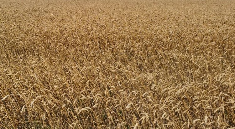 У Вьетнама растет интерес к закупкам зерна