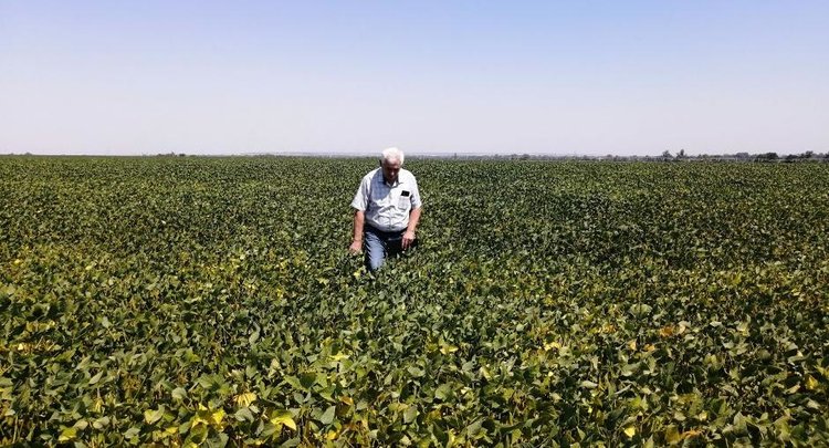 Сортовые посевы высокоурожайной сои Кассиди апробировали в Кабардино-Балкарии