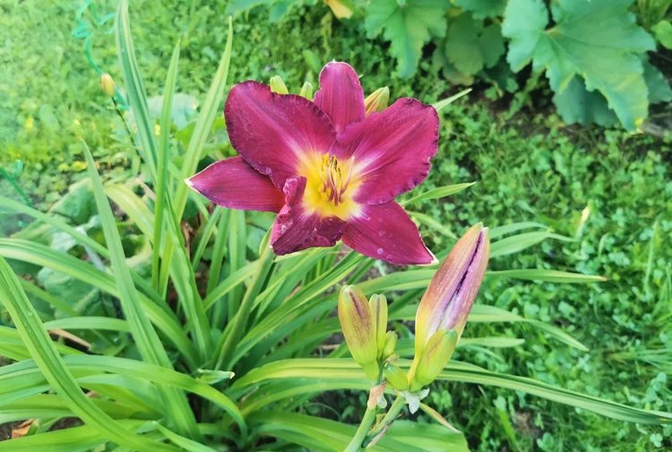 Посадка лилейника осенью и напоминание о его ботанической принадлежности против обмана