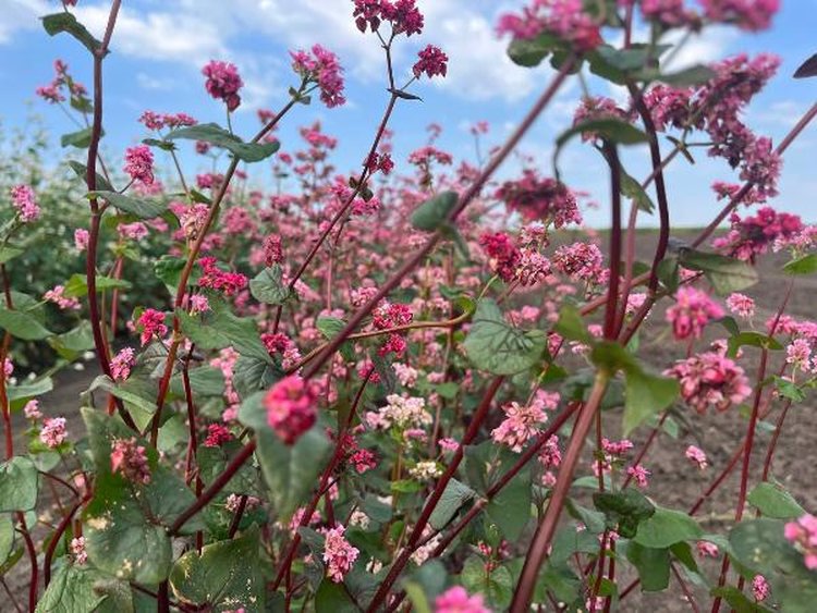 Урожайность гречихи и проса в Саратовской области на старте уборочной этих культур выше прошлогодней