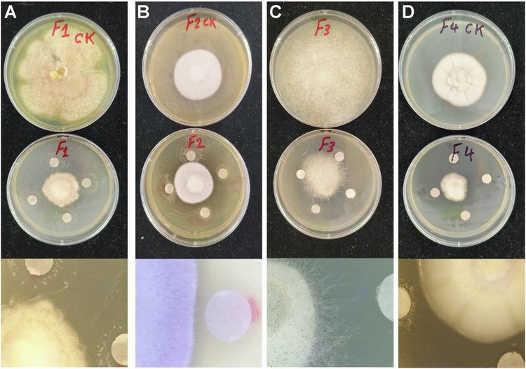 Одна пустынная эндофитная бактерия может привести к новым средствам защиты растений