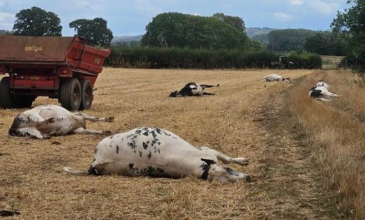 «Пальцы мертвеца» погубили скот на британских фермах