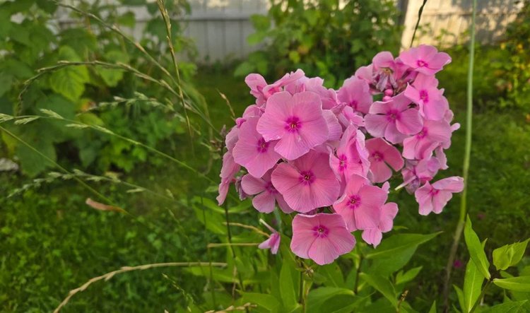 Когда срезать флоксы после цветения и золотая середина между двух подходов