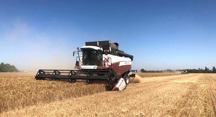 Высокое качество мягкой и твердой пшеницы 2025 в Ростовской области подтверждает ЦОК АПК 