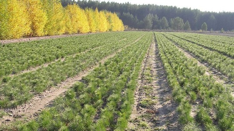 Новые правила в лесном семеноводстве обозначил Дмитрий Патрушев