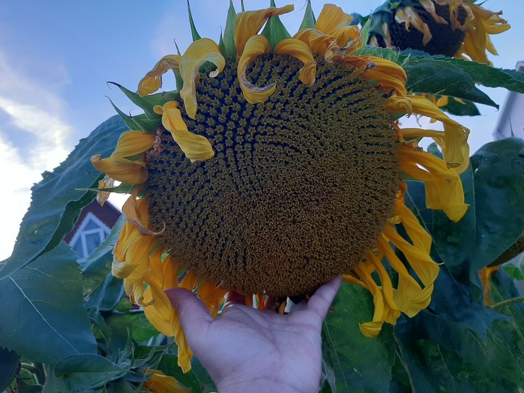 Прогноз производства масличных культур в России на 2025 год (данные на 27 августа 2025 года)