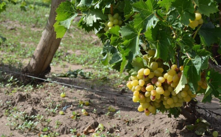 Ставропольские виноградари рассчитывают по итогу сезона 2025 собрать больше, чем в прошлом году