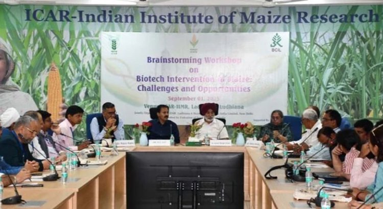 Пришествие биоинженерных технологий в кукурузу Индии поможет повысить урожайность