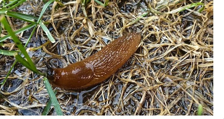 Сидераты и слизни: как найти решение проблемы зимующих вредителей