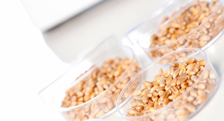 Превышение по дезоксиниваленолу в партии кормовой пшеницы обнаружили в Красноярском филиале ЦОК АПК 