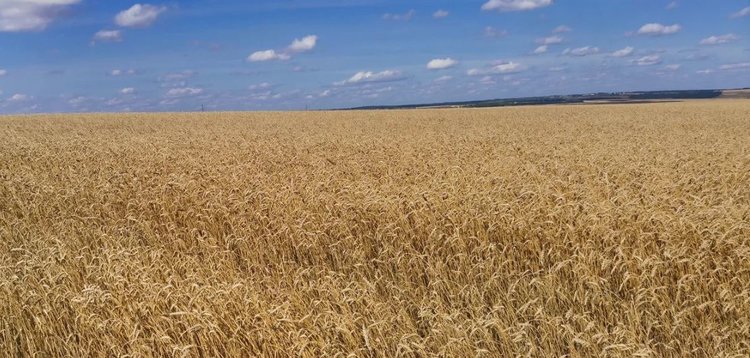 У Рязанской области урожай зерна 2025 на сегодня превысил 2 млн тонн