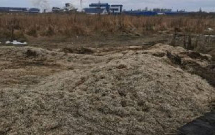 Свекловичный жом продолжают складировать на полях вместо заделки на органическое удобрение