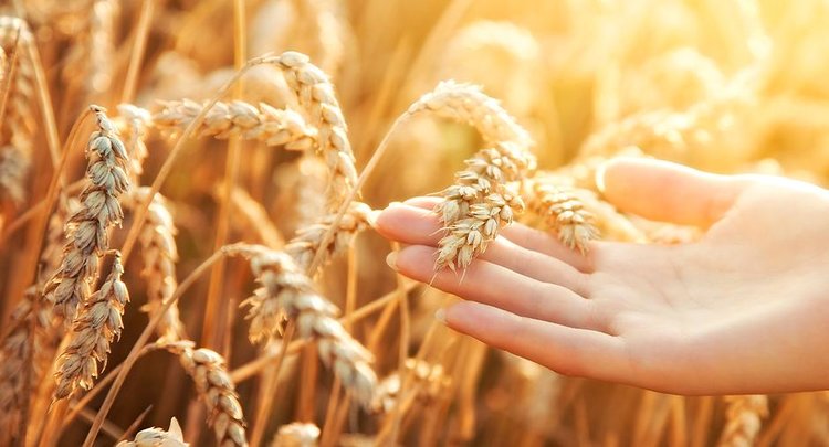 В Нурлатском районе Татарстана аграрии в этом году выращивали твердую пшеницу экспериментально