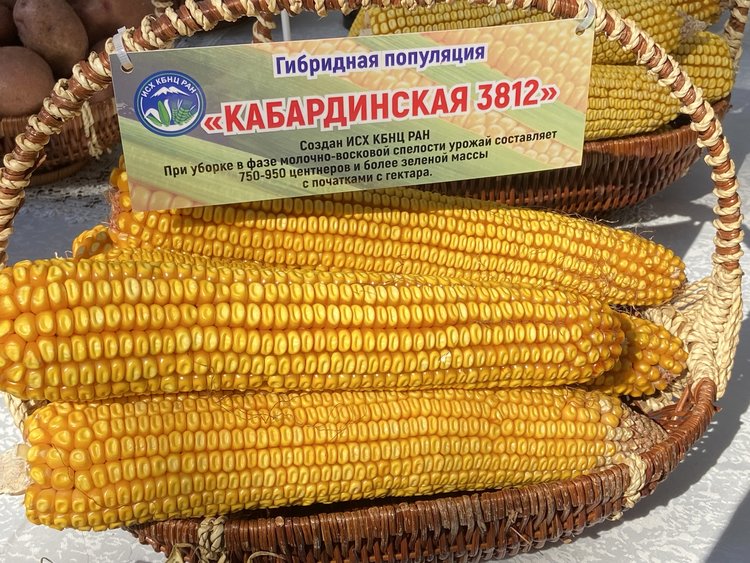 Кабардино-Балкария закроет четверть потребностей российских аграриев в семенах кукурузы 