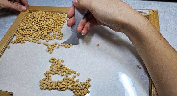 Первые пробы новороссийской сои 2025 указывают на высокое качество 