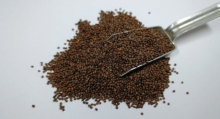 Китай начал поставлять семена периллы в Россию