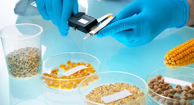 В этом году кубанская кукуруза уродилась на славу