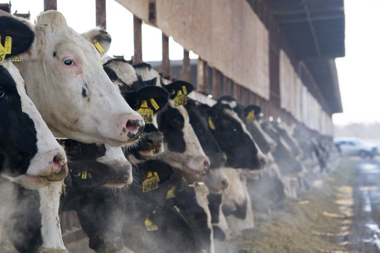 От наследственности к практике: как изменяются показатели отёла и что это значит для производителей