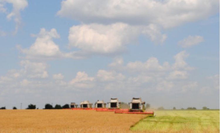 В Липецкой области в этом году рекордная региональная урожайность рапса