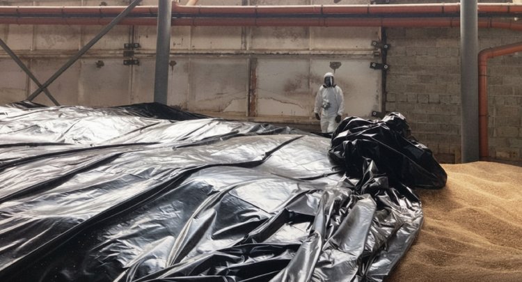 Впервые обеззараживание зерна под пленкой выполнили в Новороссийском филиале ЦОК АПК