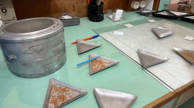 Крупная партия элитных семян озимого ячменя Юрий подготовлена к севу при помощи специалистов Ингушского РСЦ