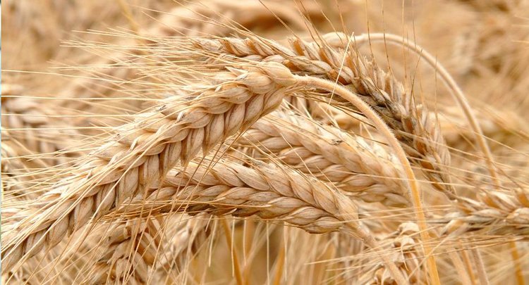 О качестве пшеницы 2025 в Херсонской области 