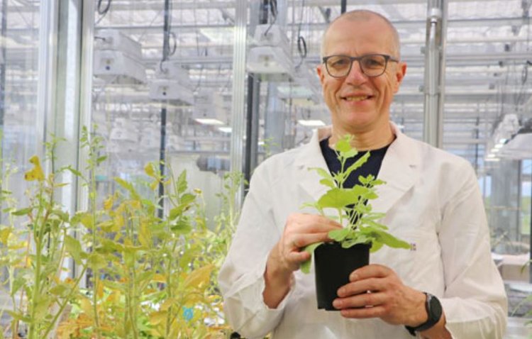 Германия будет продуктивно выращивать киноа благодаря агронауке