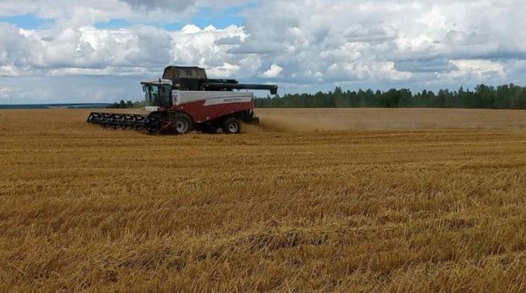 Тулунские селекционеры совместно с Иркутским НИИСХом создают новые сибирские сорта зерновых