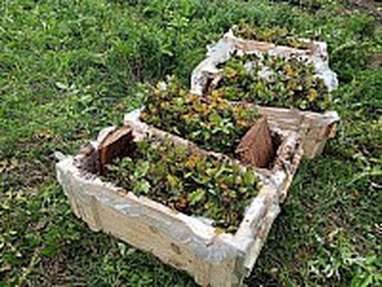 В лесные культуры в Саратовской области в этом году вводят белую акацию