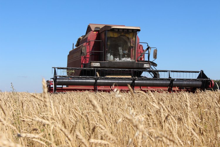 3,3 млн тонн зерна у алтайских аграриев к 15 сентября