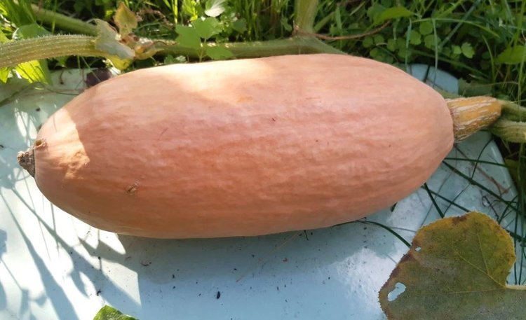 Пшенная каша с тыквой: тот самый рецепт, который покорит даже гурмана