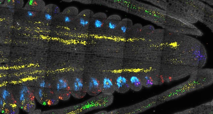 Регуляторы стволовых клеток кукурузы демонстрируют сельскохозяйственный потенциал