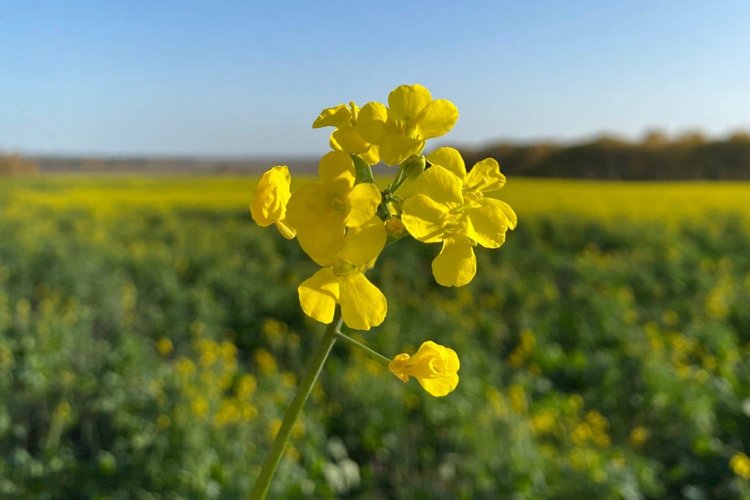 Урожай масличных 2025 в Иркутской области ожидается выше прошлогоднего