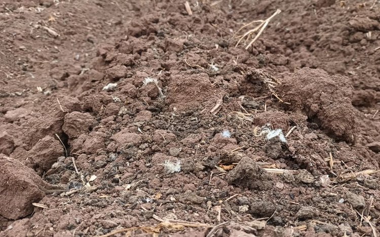 Куриный помет для пшеницы протестировали на экспериментальном поле Берлоуга в Мексике